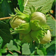 Лещина обыкновенная Болвиллер