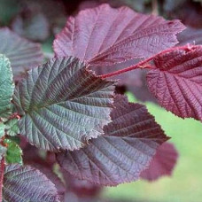 Лещина крупная Пурпуреа
