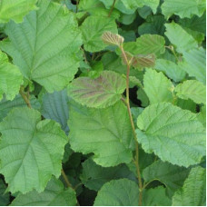 Лещина обыкновенная Ноттингем