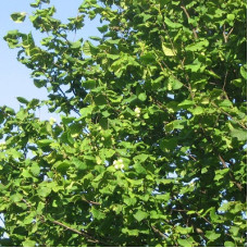 Лещина обыкновенная (Орешник)