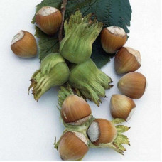 Лещина обыкновенная (Орешник) Жиант де Галле