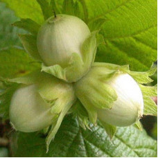 Лещина обыкновенная Веббс Прайз Коб