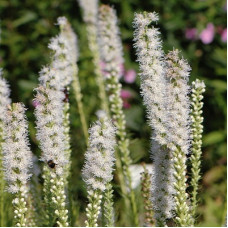 Лиатрис колосковый Альба