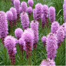 Лиатрис колосковый Флористан Вайолит
