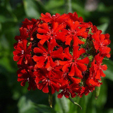 Лихнис халцедонский  