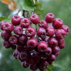 Рябина Ликерная