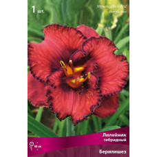 Лилейник гибридный Берилишез