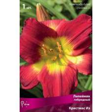 Лилейник гибридный Кристмас Из