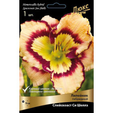 Лилейник гибридный Спейскоаст Си Шеллз