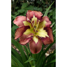 Лилейник гибридный Спейскоуст Бихейвиор Пэттерн 