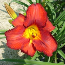 Лилейник гибридный Амадеус