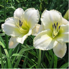 Лилейник гибридный Арктик Сноу