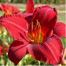 Лилейник гибридный Чикаго Апач