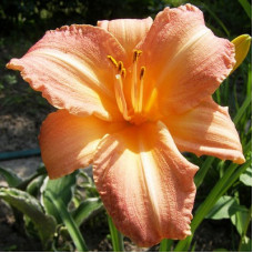 Лилейник гибридный Чилдренс Фестиваль