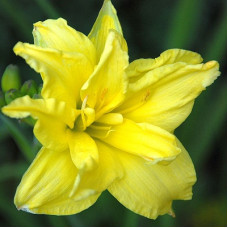 Лилейник гибридный Дабл Ривэ Вай