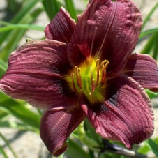 Лилейник гибридный Джокей Клаб