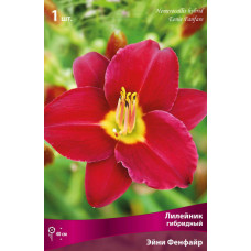Лилейник гибридный Эйни Фенфайр
