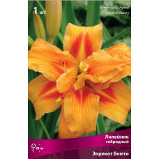 Лилейник гибридный Эприкот Бьюти