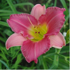 Лилейник гибридный Файнал Тач