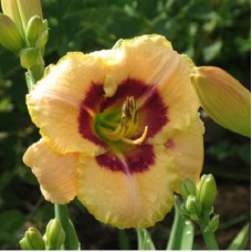 Лилейник гибридный Кустард Кенди