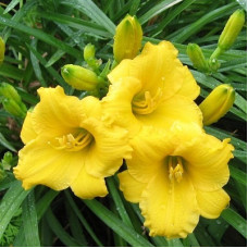 Лилейник гибридный Мини Стелла