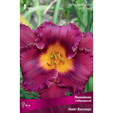 Лилейник гибридный Найт Висперс