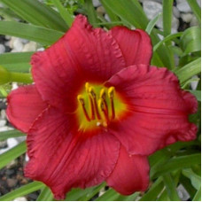 Лилейник гибридный Пардон Ми