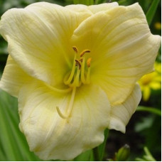 Лилейник гибридный Прешиес Доро