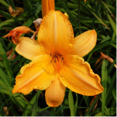 Лилейник гибридный Раффлд Эприкот