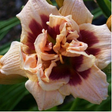 Лилейник гибридный Росвита