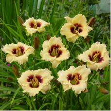 Лилейник гибридный Сноуи Айз