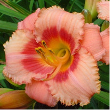 Лилейник гибридный Строберри Кэнди