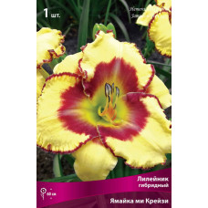 Лилейник гибридный Ямайка ми Крейзи