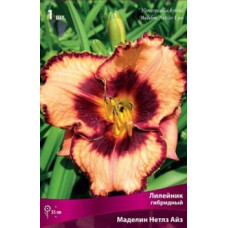 Лилейник гибридный Маделин Нетлз Айз