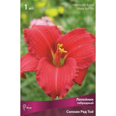 Лилейник гибридный Силоам Ред Той