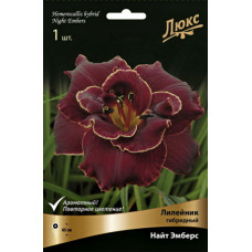 Лилейник гибридный Найт Эмберс