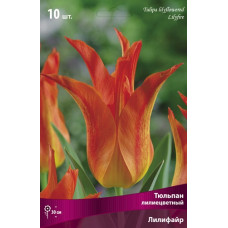 Тюльпан Лилифайр