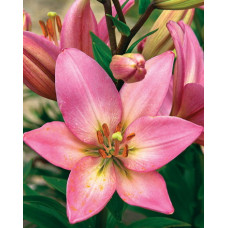 Лилия Шугар Диамонд (Ла-гибрид)