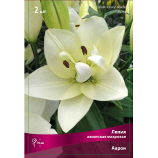Лилия Аарон (азиатская махровая)