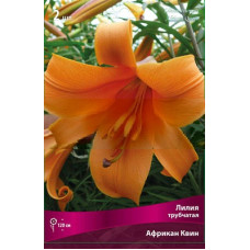 Лилия Африкан Квин (трубчатая)