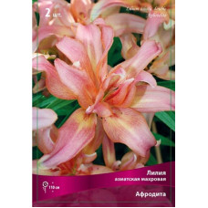 Лилия Афродита  (азиатская махровая)