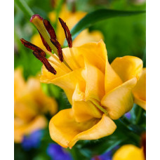 Лилия Эйприкот Фадж (азиатская махровая)