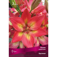 Лилия Арсенал (азиатская)