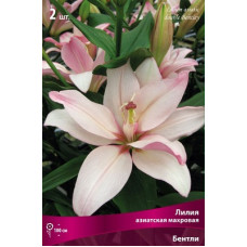 Лилия Бентли (азиатская махровая)