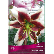 Лилия Беверли Дримс (ОТ-гибрид)