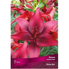 Лилия Блэк Аут (азиатская)