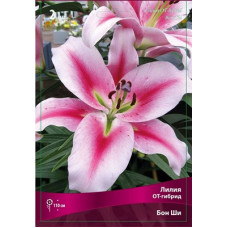 Лилия Бон Ши (ОТ-гибрид)