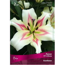 Лилия Бонбини (ОТ-гибрид)