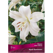 Лилия Брайт Бриллиант (ЛОО-гибриды)