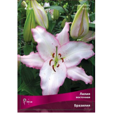 Лилия Бразилия (восточная)